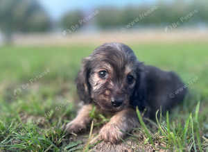 1 beautiful shaded cream Daxie boy