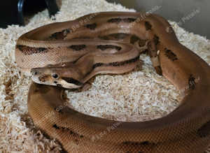 Female boa (sensible offers considered)