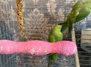 Indian ringnecks