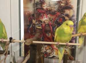 Budgies for Sale - £20 each