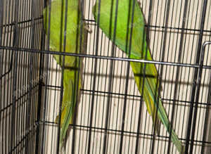 Pair of Indian Ringneck Parrots - Coventry