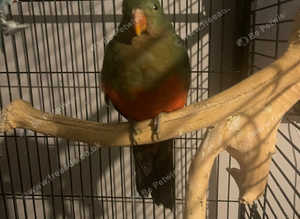 King parrot. Valentine offer £275