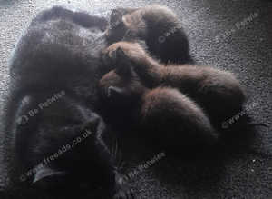 Kittens