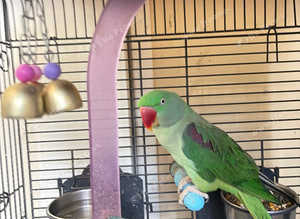 Alexandrine