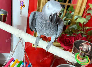 Male African grey Glasgow