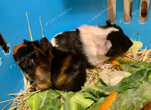 Beautiful Baby Male Guinea Pigs