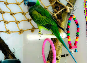 Wanted any parakeets or parrots needing a new home