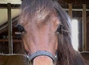 Welsh c x cob.
