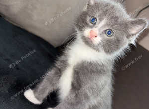 Beautiful grey fluffy boy