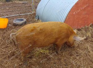 Tamworth boar