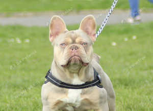 French bulldog