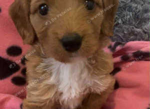 Cockapoo puppy female