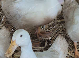 Trio of Cherry Valley ducks