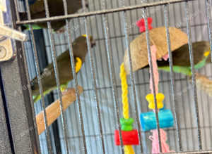 Baby Meyer's parrot Glasgow