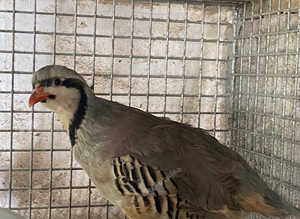 Chukar partridges males
