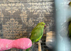Ringnecks