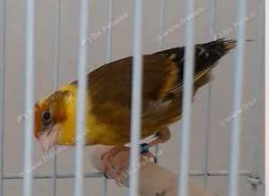Goldfinch mule