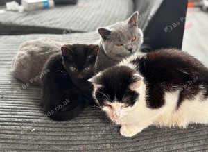 Kittens for sale