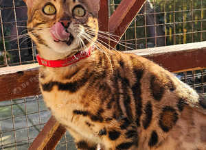 Female bengal