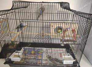 3 Beautful Budgies 2 mail and 1 female with cage and assessories