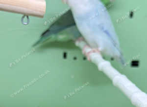 Parrotlets Glasgow