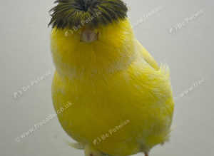 Canaries