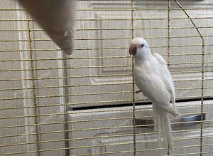 Albino quacker