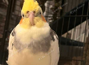 Male cockteil