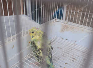 RAINBOW HOGOROMO BUDGIES