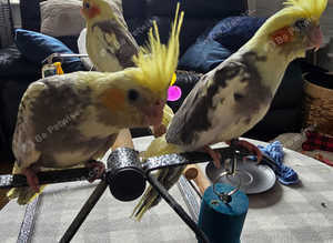 Handreared tame Cockatiels
