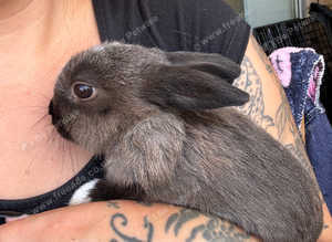 Two lop babies two Netherland babies