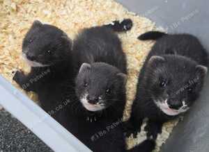 Eu  polecats,  blacks ,silver mitt