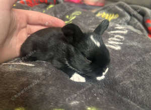 Lots off baby rabbits for sale