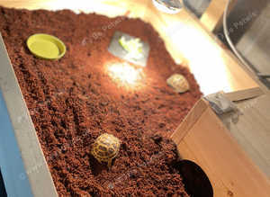 Baby tortoise with all you need - new home & accessories