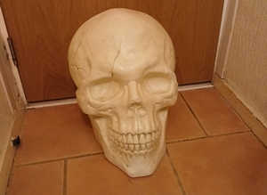 Large plastic skull