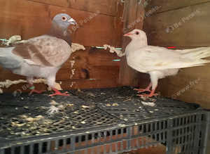 Racing pigeon? Pair