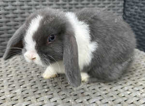 SOLD . Friendly Mini lop buck.