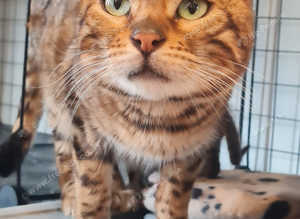 Female bengal cat