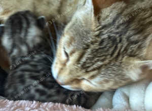 3 beautiful Bengal kittens