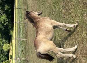 Dun p/b NF filly foal