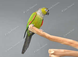 Black Capped Conure,18