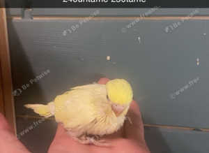 Baby budgies for sale