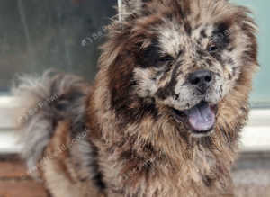 Dwkc Merle chowchow female pup