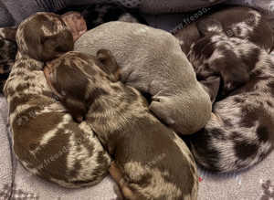 Stunning Dapple Dachshunds ready now!