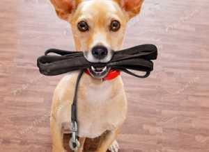 Dog Trainer & Behaviourist