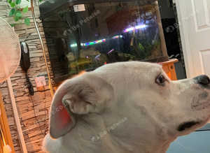 pure white  American bull dog