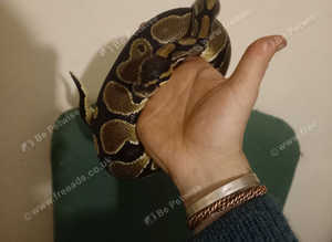 Beautiful royal python rehoming