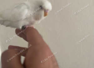 Green violet big boy ringneck