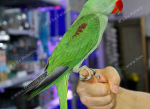 Baby Alexandrine parrots hand reared,18