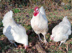 Australorps (White) Hatching Eggs x6